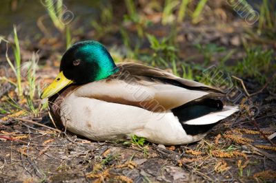 The duck