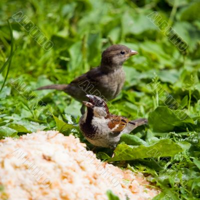 Hungry sparrows