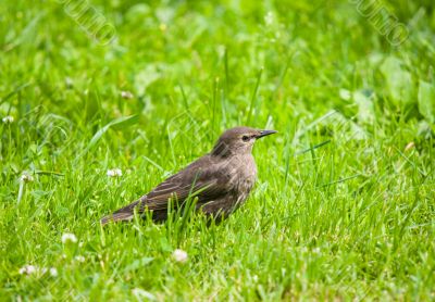 starling (female)