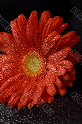 red gerbera