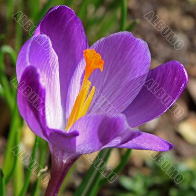 crocus
