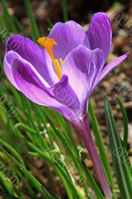 crocus