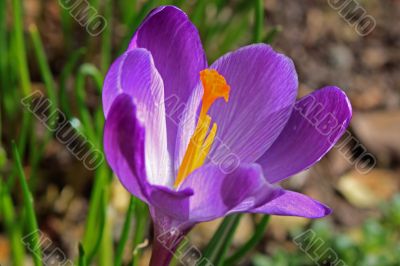 crocus