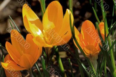 crocus