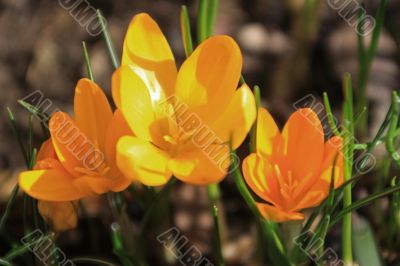 crocus