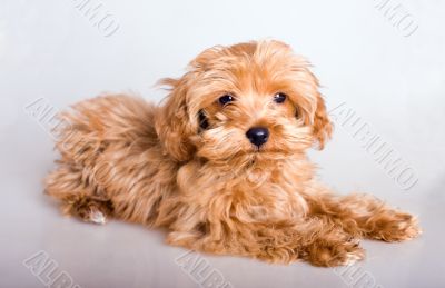 The puppy lies