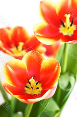 Red tulip