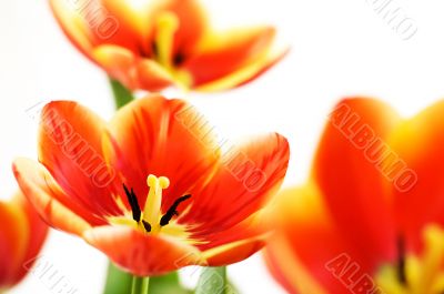 Red opened tulips