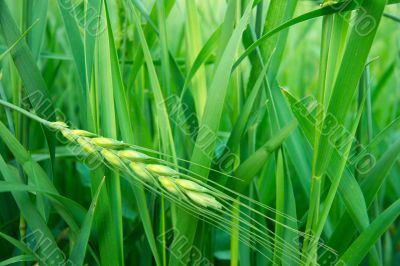Wheat