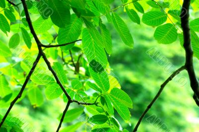 Leaves
