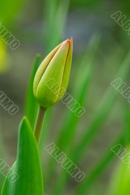 Tulip