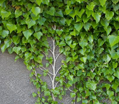 Wall of leaves