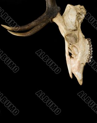Horns of deer