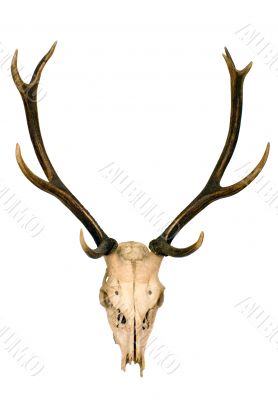 Horns of deer
