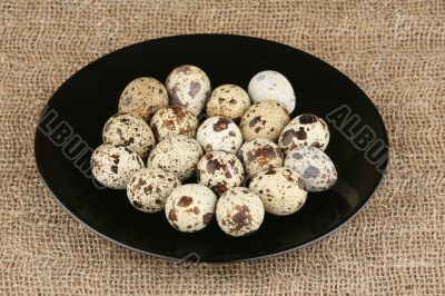 Eggs of a quail