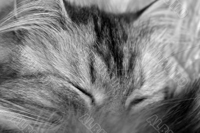 Sleeping kitten