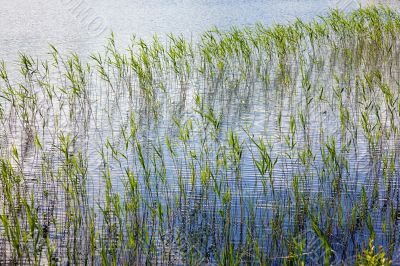 Grass in water