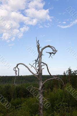 dried up tree