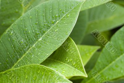 green leaves