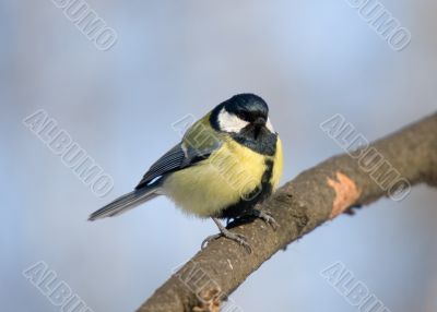 Titmouse on branch