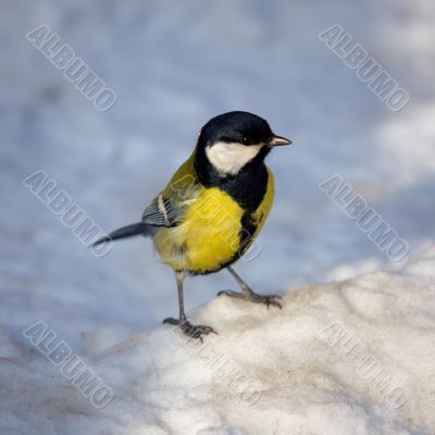 Titmouse on snow
