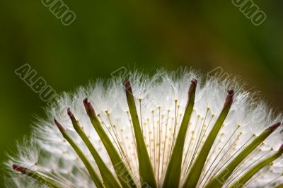 Fluffy seeds