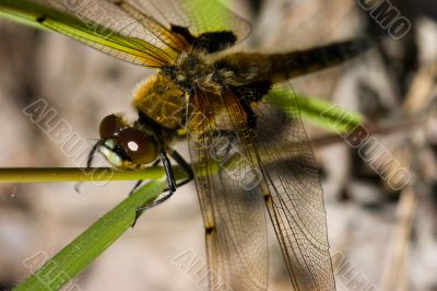 Dragonfly close up