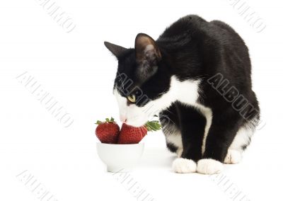 domestic black white cat with strawberries