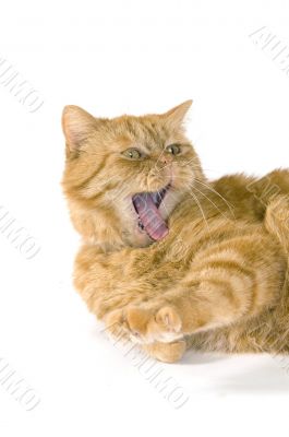 domestic red cat is yawning