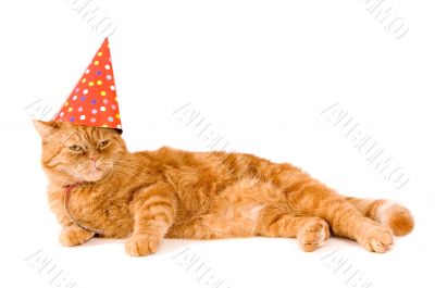 domestic red cat is having a party