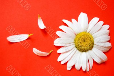 White chamomile