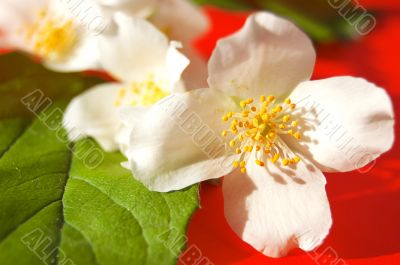 Jasmine