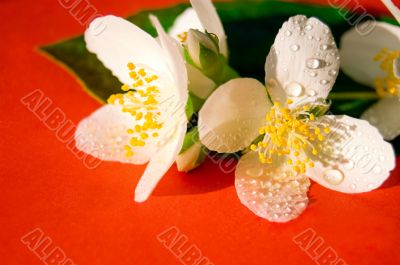 Jasmine
