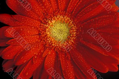 red gerbera