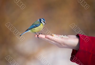 The bluetit on a palm