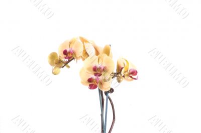 orchid