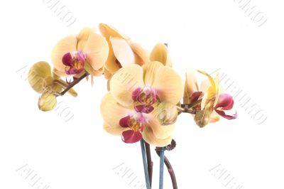 orchid