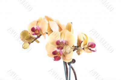 orchid