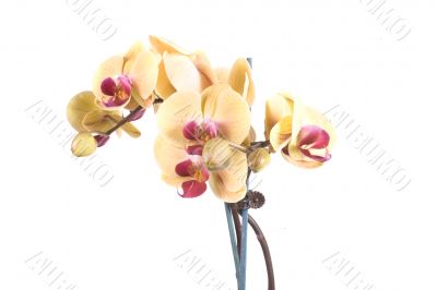 orchid