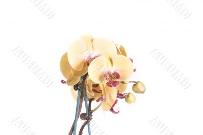 orchid
