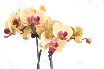orchid