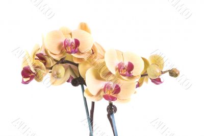 orchid
