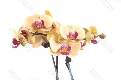 orchid