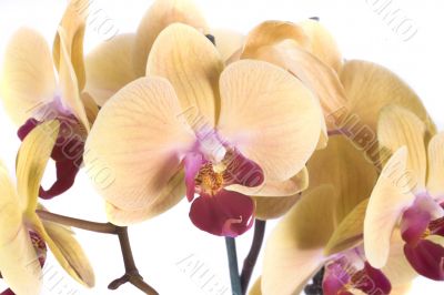 orchid