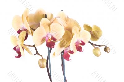 orchid