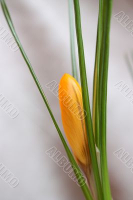 The bud of a yellow flower