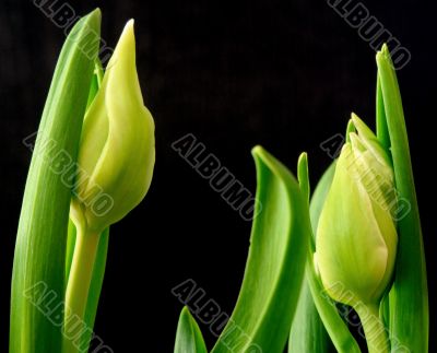 Tulips