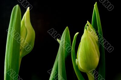 Tulips