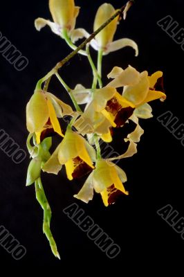 Baptistonia echinata