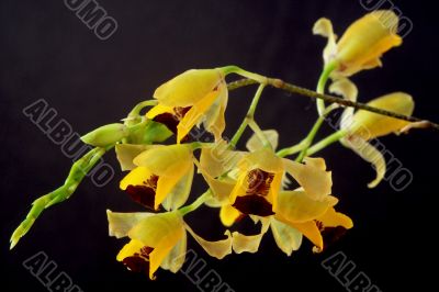 Baptistonia echinata
